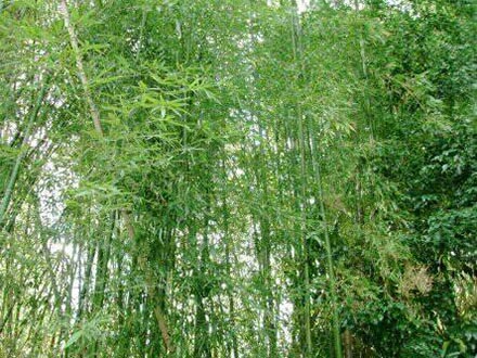 竹藪 竹林伐採 伐根工事